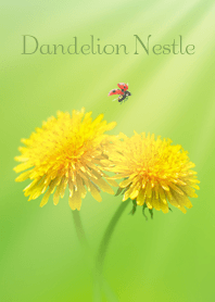 Dandelion Nestle