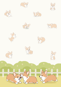 Corgi playing in the garden15
