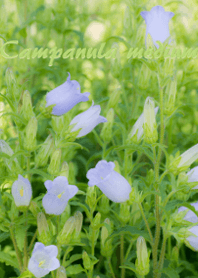 風鈴草