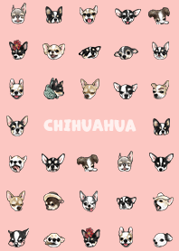 chihuahua2 / shell pink