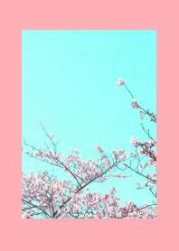 CHERRY BLOSSOMS & BLUE SKY-PINK RED
