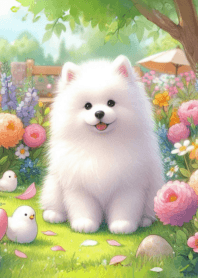 ซามอยด์น่ารัก ตัวอ้วน n.8