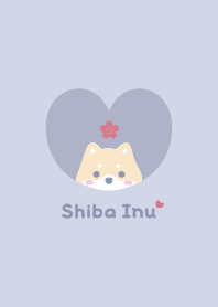 Shiba Inu2 Cherry blossoms - BluePurple