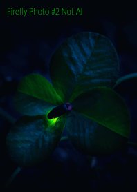 Firefly Photo #2-19 NotAI