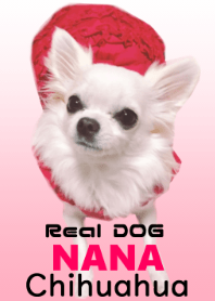 Real DOG Chihuahua NANA