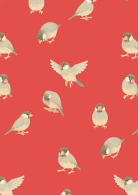 I am a Java sparrow2 on red