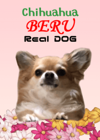 Real DOG Chihuahuas BERU