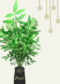 大人女子向け観葉植物