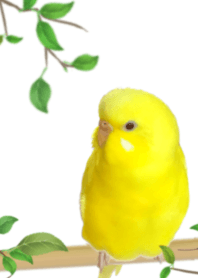 The lutino Budgerigar