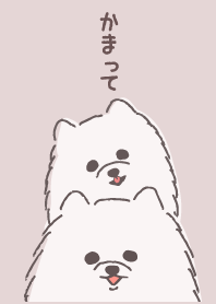mofumofu white Pomeranian1