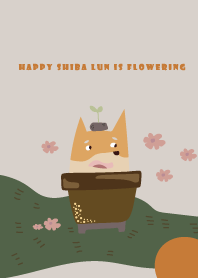 happy shiba lun is Flowering