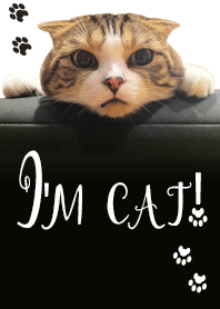 I'm cat!