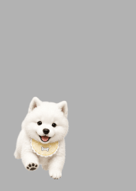 Baby Samoyed white JP