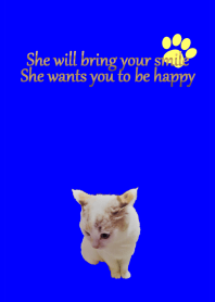 sweet cat and cozy place blue