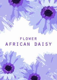 FLOWER AFRICAN DAISY..