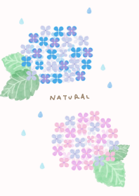 Hydrangea watercolor28