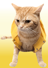 拿鐵 橘貓橘美短美國短毛貓 可愛貓咪 黃