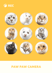 Paw Paw Camera -  Yellow 03