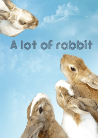A lot of rabbit