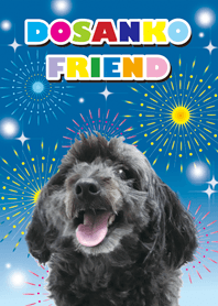 RUBY&FRIEND/firework [toy poodle/Black]P