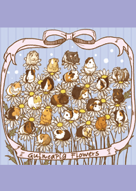 Guineapig Flowers