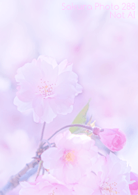 Sakura Photo 288 Not AI