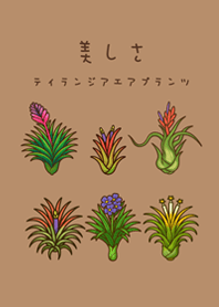 我養的空氣鳳梨開花期(奶茶色)
