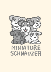 Baby Miniature Schnauzer