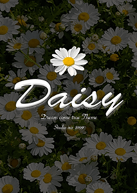 Daisy flower2