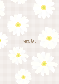 White Marguerite Simple21 from Japan