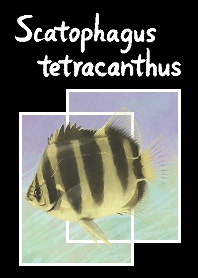 Scatophagidae(Scatophagus tetracanthus)