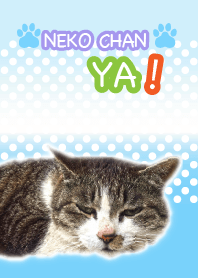 ネコちゃん、や