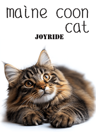 Maine Coon cat2