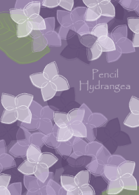 Pencil Hydrangea