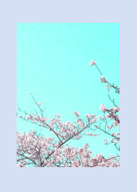 CHERRY BLOSSOMS & BLUE SKY-BLUE GRAY