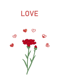 Carnation - love