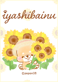 iyashibainu sunflower