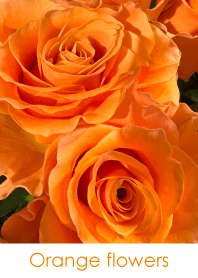Orange flowers - hisatoto 6