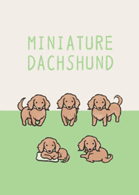 Doodle red Miniature Dachshund