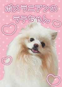 ポメラニアンのラテちゃん