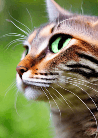 Nyanko Great Runaway#BIVAI323.