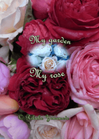 My garden, My rose_Rouge Pierre