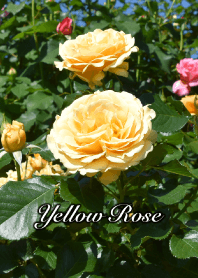 "Yellow Rose" theme