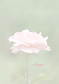 Rose Theme 7