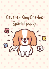Cavalier King Charles Spaniel puppy