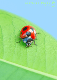 Ladybird Photo #4-3 Not AI