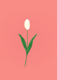 Tulip White flower