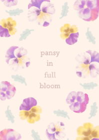 Pansy in full bloom