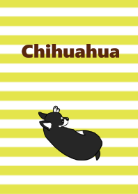 Black chihuahua3