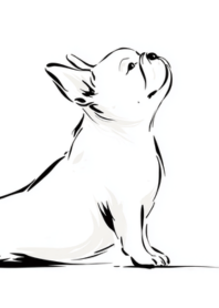 French Bulldog yoga in still tension